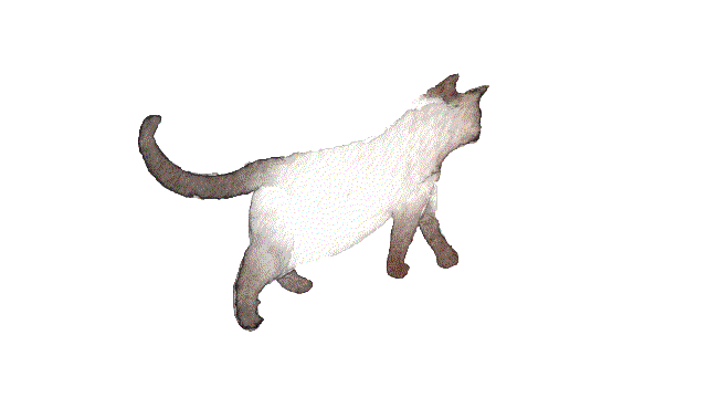 Pixel cat